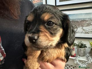 Mixed Breed dogs Corkie pups for sale - Advert 17
