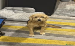 Yorkshire Terrier dogs for adoption: Sweet Daisy looking for LOVE  - Image 12