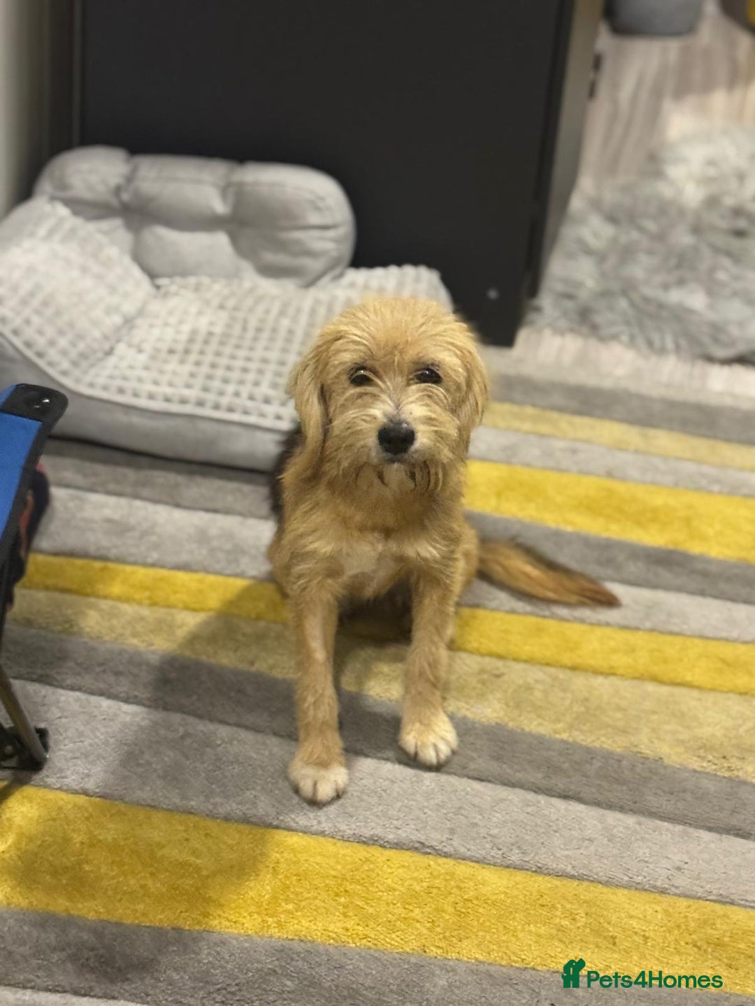 Yorkshire Terrier dogs for adoption: Sweet Daisy looking for LOVE  - Image 12