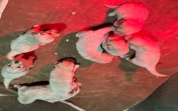 Golden Retriever dogs for sale: Beautiful Chunky Goldie’s  - Image 16