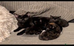 Domestic Shorthair cats for sale: 3 loveable female kittens ready mid October  - Image 1