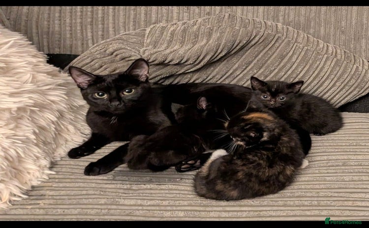 Domestic Shorthair cats - Advert 1