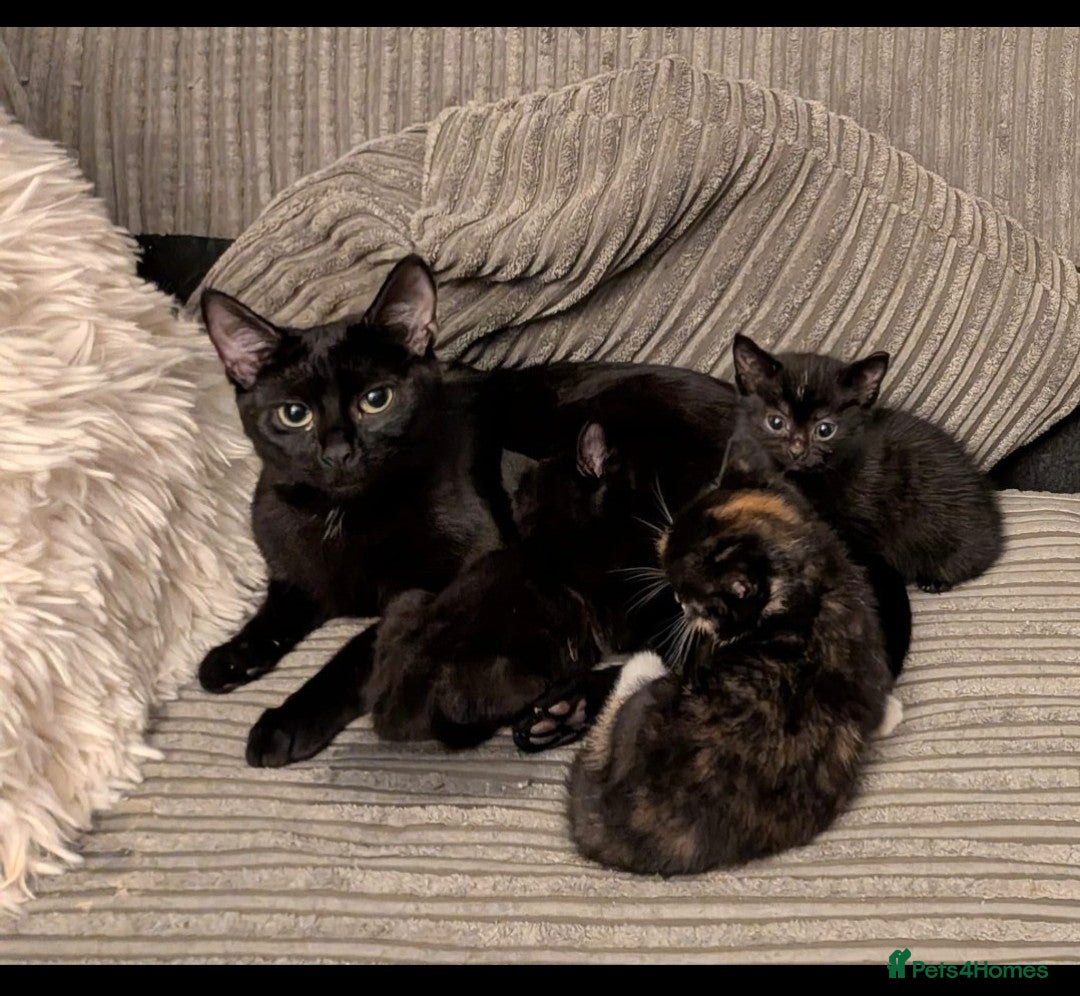 Domestic Shorthair cats for sale: 3 loveable female kittens ready mid October  - Image 1
