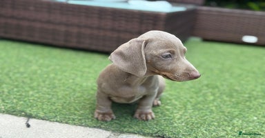 Miniature Dachshund dogs - Advert 10