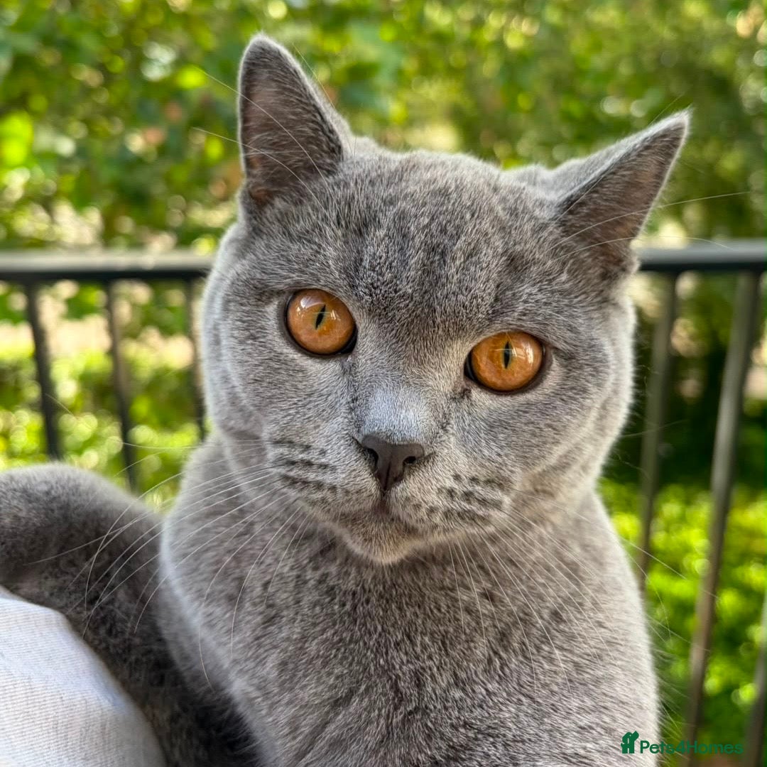 British Shorthair cats Beautiful Blue British Shorthair Boy – 7 Months - Advert 8