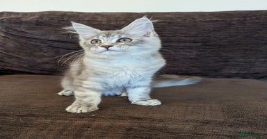 Maine Coon cats - Advert 15