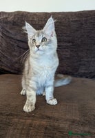 Maine Coon cats - Advert 15