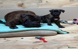 Bullmastiff dogs for sale: 🐾 KC registered bullmastiff female puppy 🐾 - Image 16
