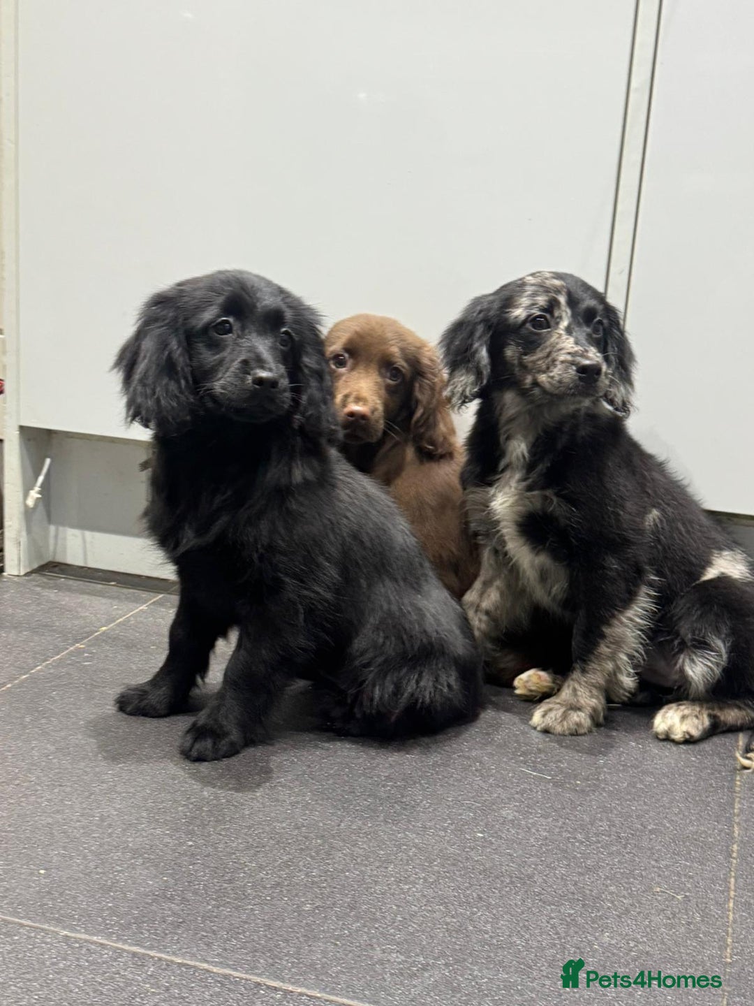 Cockapoo dogs for sale: Silver merle cockapoo puppies  - Advert 10