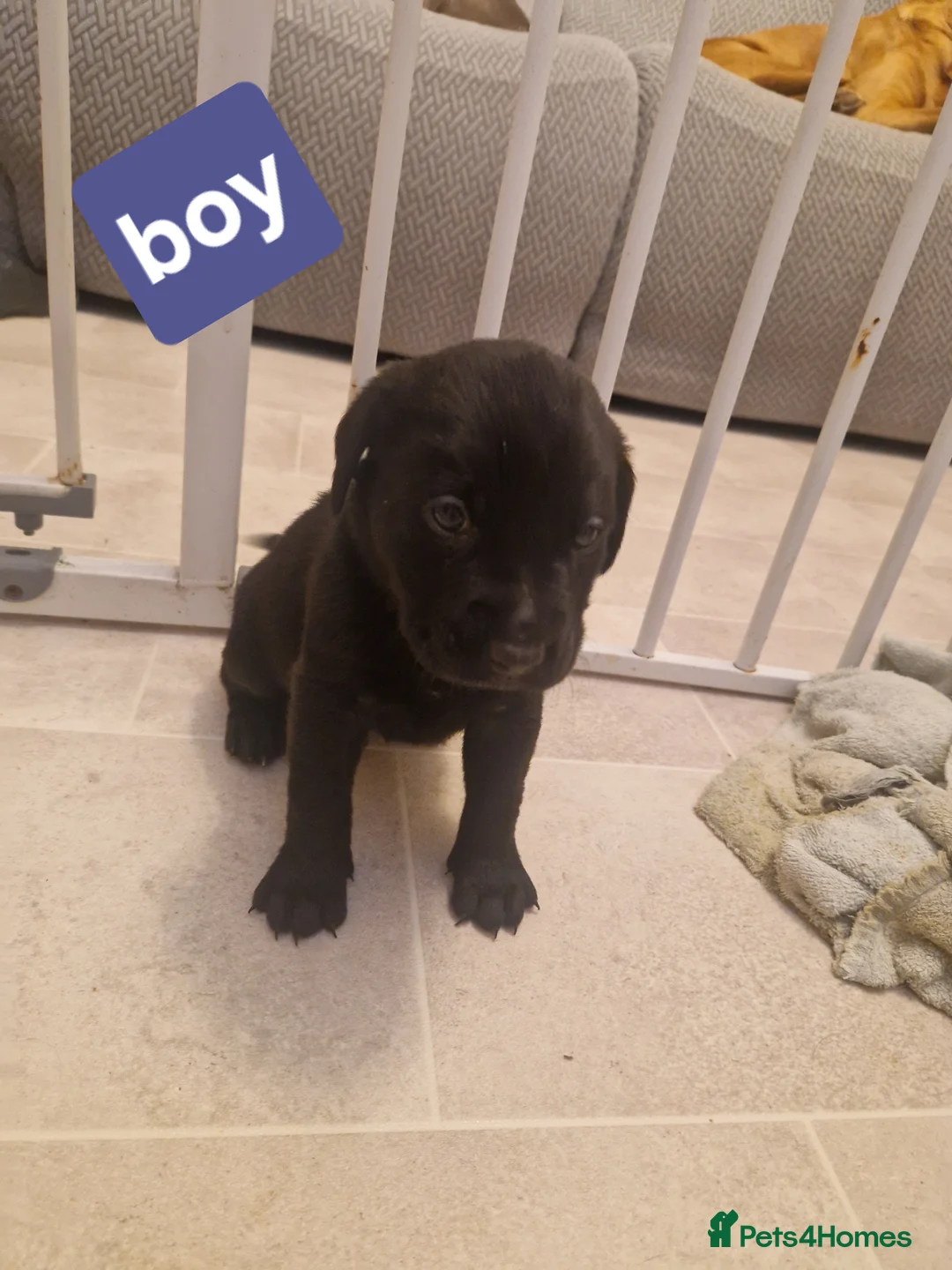 Labrador Retriever dogs for sale: Labrador puppies  - Advert 22