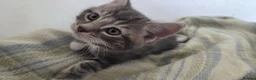 Mixed Breed cats for sale: Adorable mixed breed kittens for sale - Advert 19