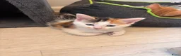 Mixed Breed cats for sale: 2 female kittens available  in Uckfield - Advert 2