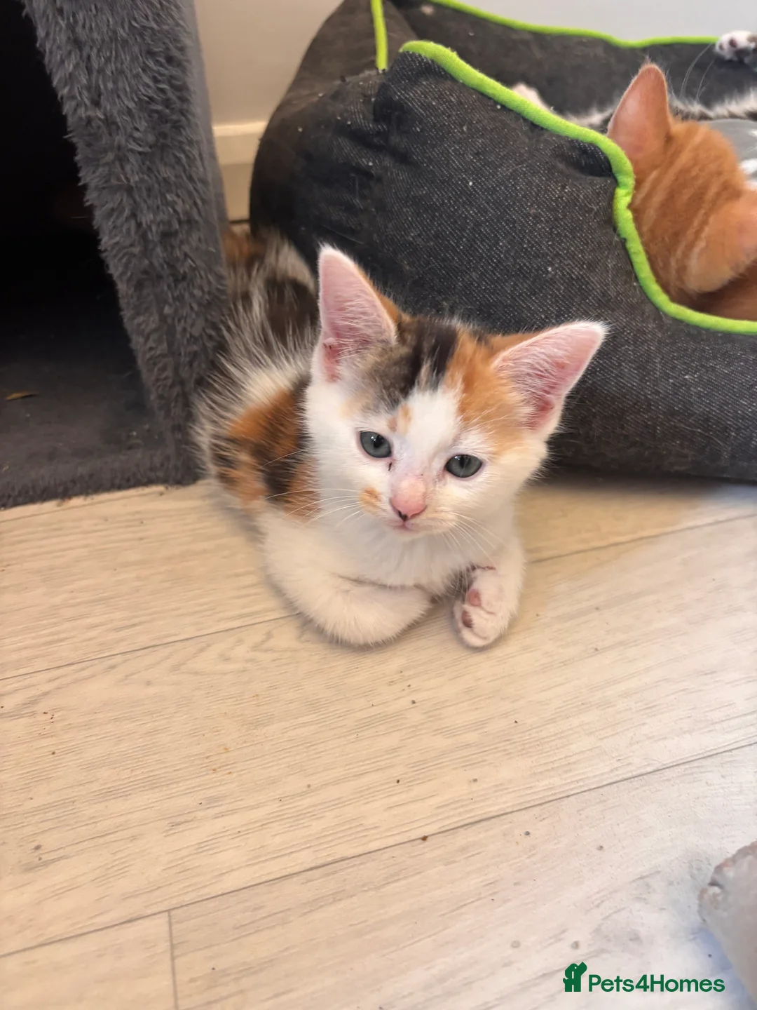 Mixed Breed cats for sale: 2 female kittens available  in Uckfield - Advert 2