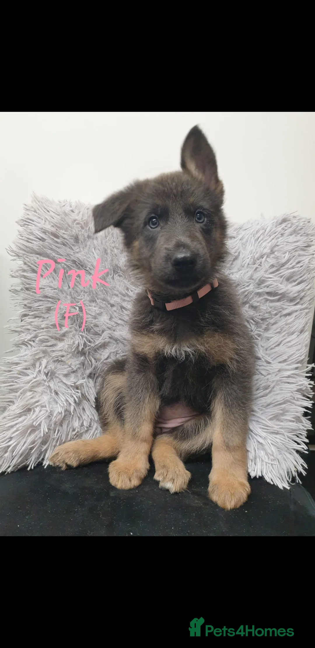 German Shepherd dogs for sale: Rare Blue German Shepherd Puppies Blue,Grey & Gold - Advert 9
