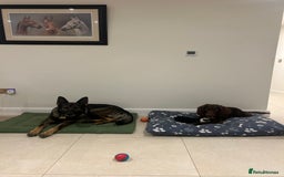 German Shepherd dogs for sale: Karma  - Image 4