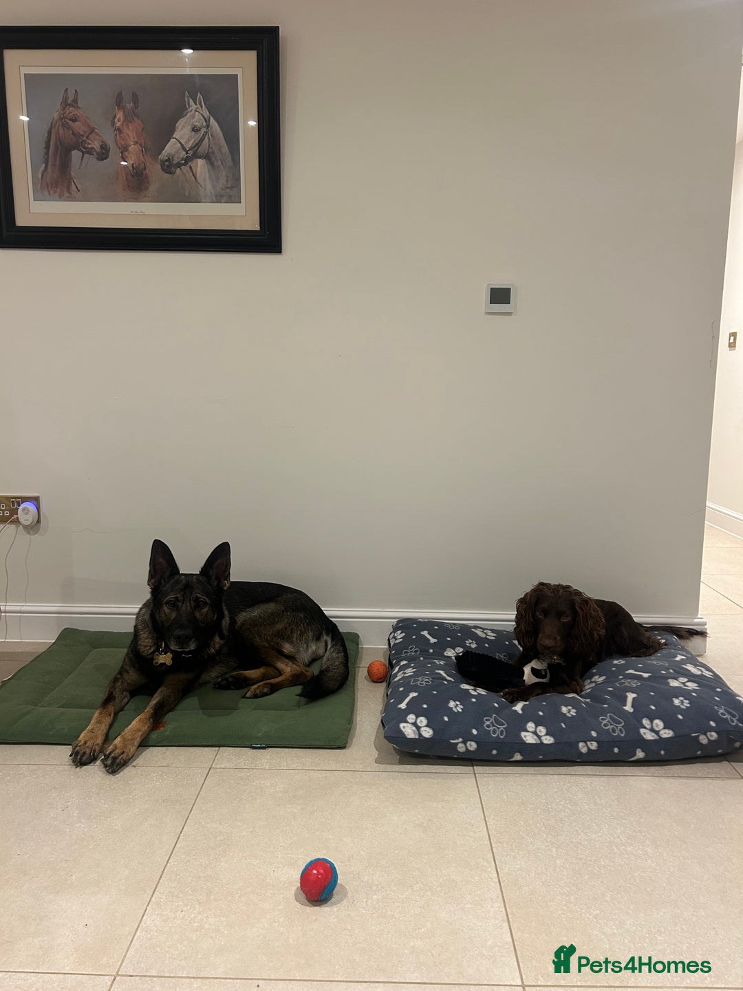 German Shepherd dogs for sale: Karma  - Image 4