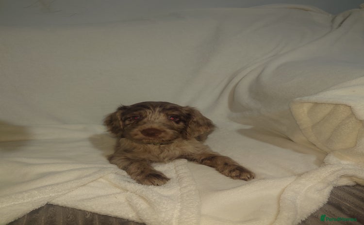 Cockapoo dogs Stunning cockerpoo pups - Advert 12