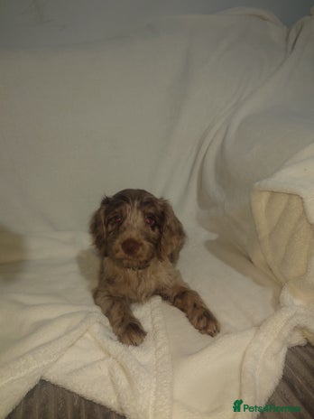 Cockapoo dogs Stunning cockerpoo pups - Advert 11