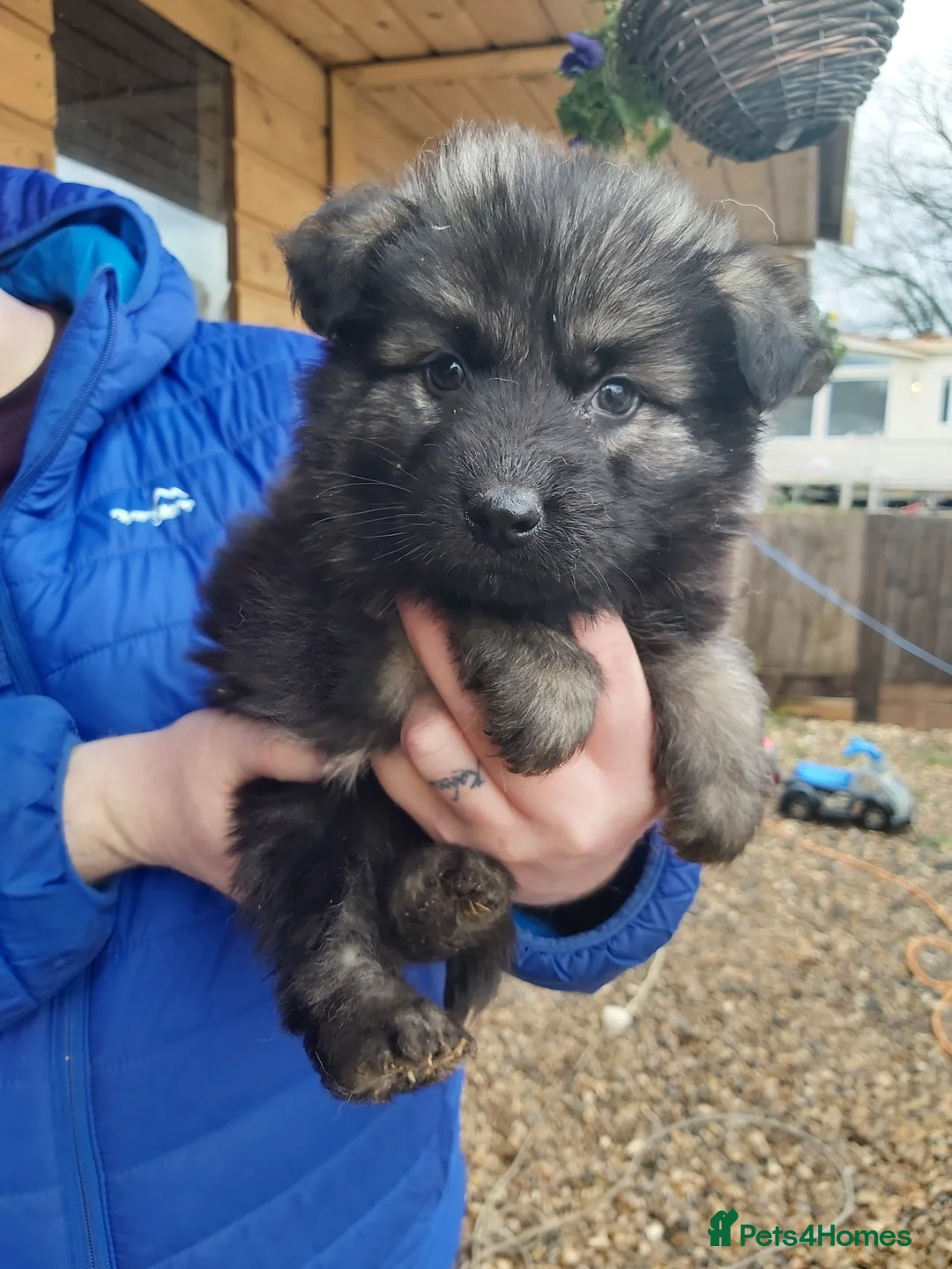 German Shepherd dogs for sale: 6 German shepherd pups - Advert 15