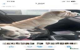 Shar Pei dogs for sale: Shar Pei looking for new home - Image 3