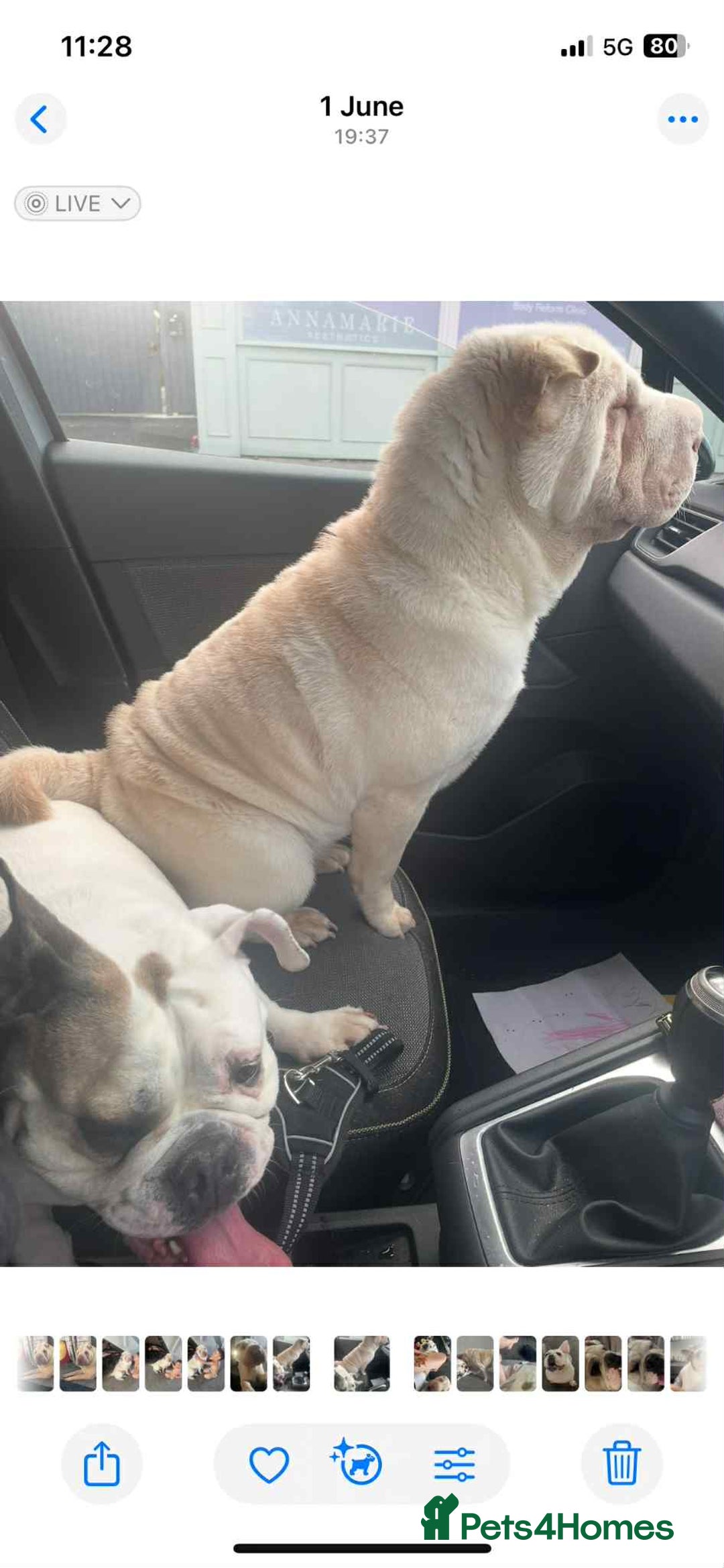 Shar Pei dogs for sale: Shar Pei looking for new home - Image 3