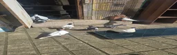 Pigeons birds for sale: Afghani pigeons for sale  - Advert 9
