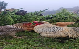 Chickens poultry for sale: Mixed flock ducks, chickens geese - Advert 1