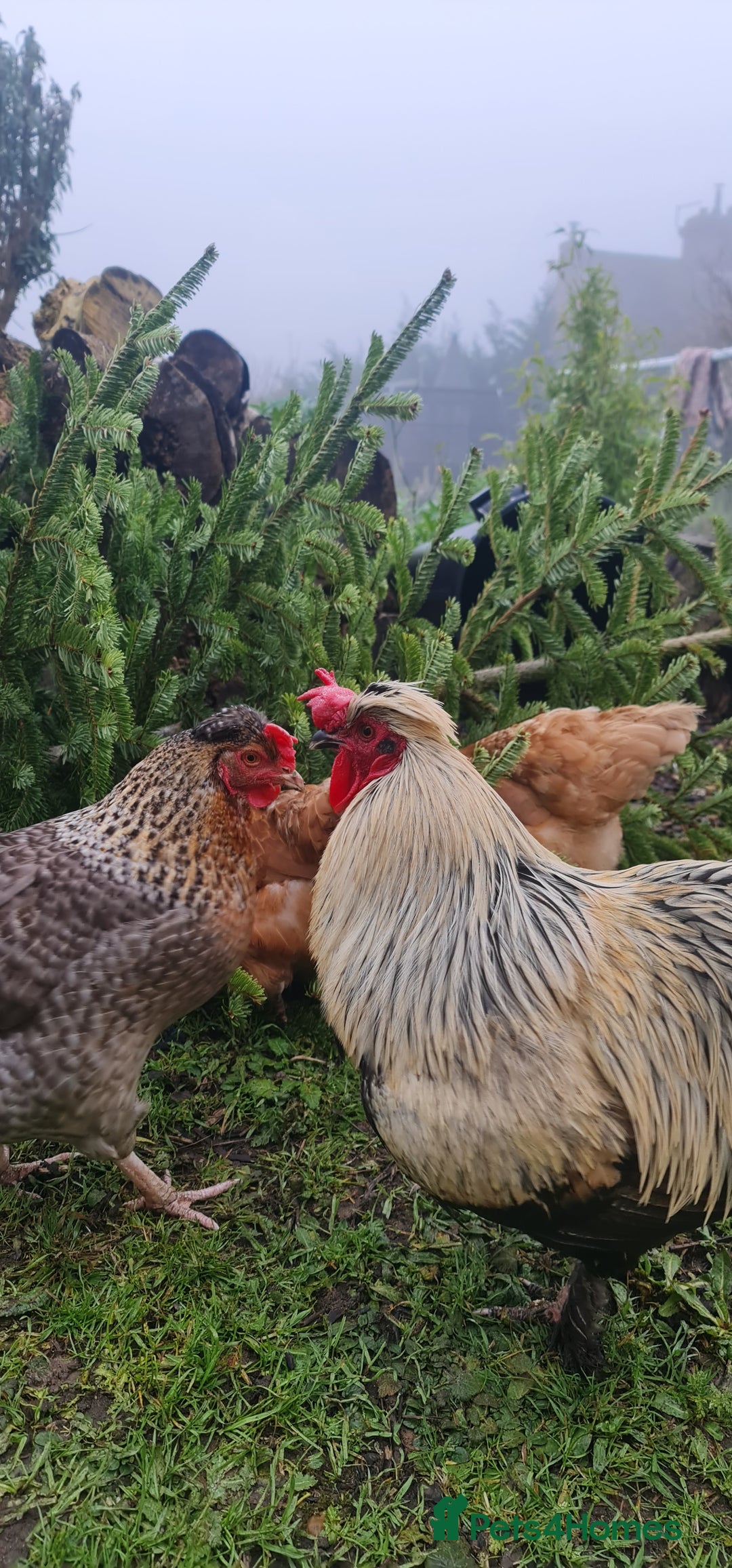 Chickens poultry for sale: Mixed flock ducks, chickens geese - Advert 1