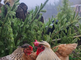 Chickens poultry for sale: Mixed flock ducks, chickens geese - Advert 1