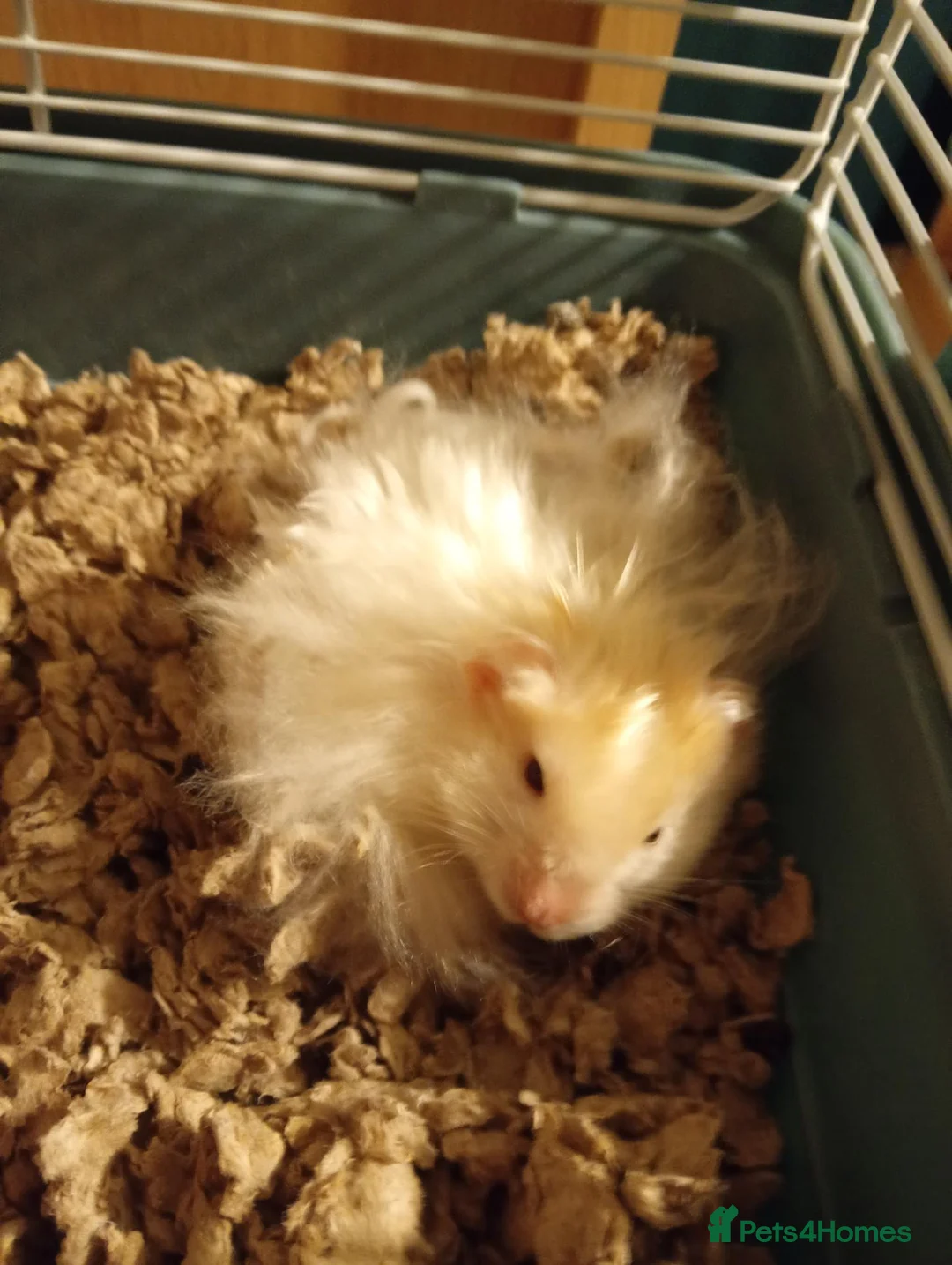 Hamster rodents for sale: Syrian Hamster with Cage - Friendly Young Male  in Camberley - Advert 2