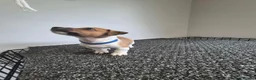 Jack Russell dogs for sale: Pure Jack russell puppies  in York - Advert 14