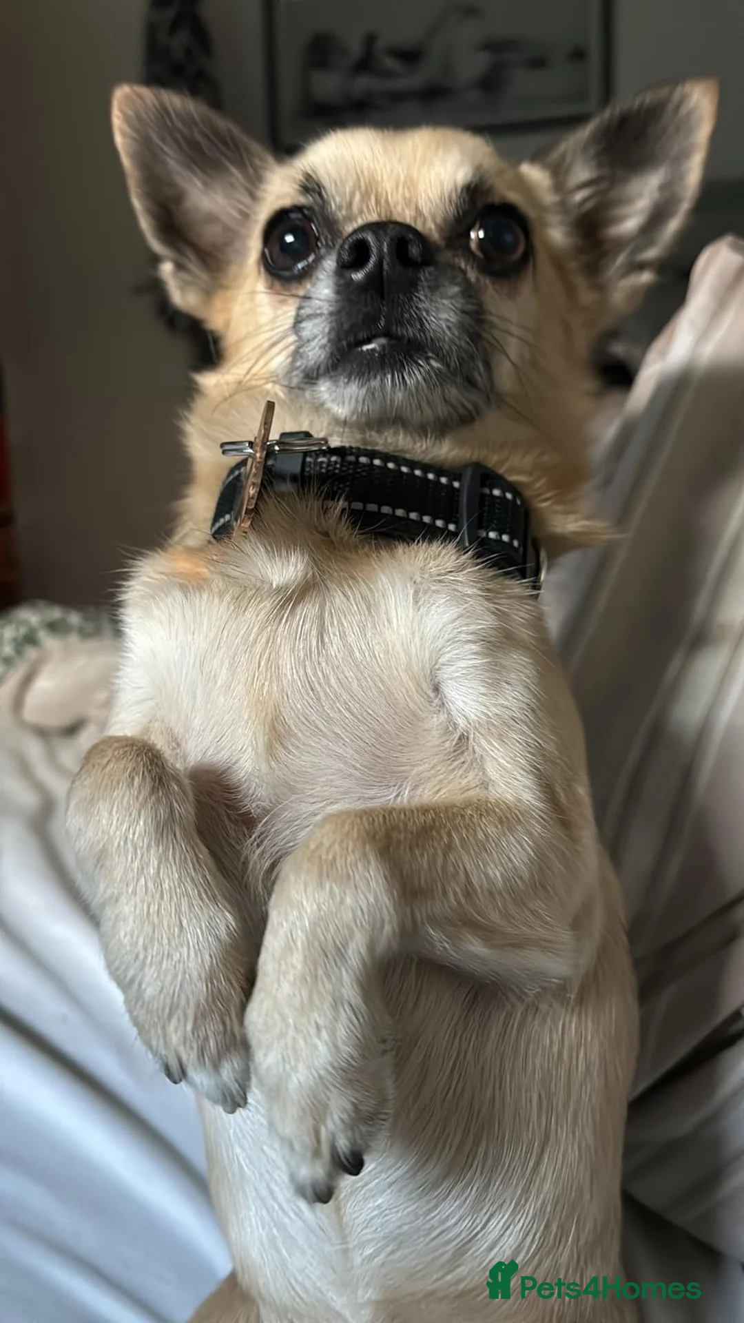 Chiweenie dogs for sale: Chiweenies for sale  - Advert 2