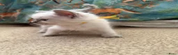 Ragdoll cats for sale: 2 ragdoll boy Kittens - Advert 13
