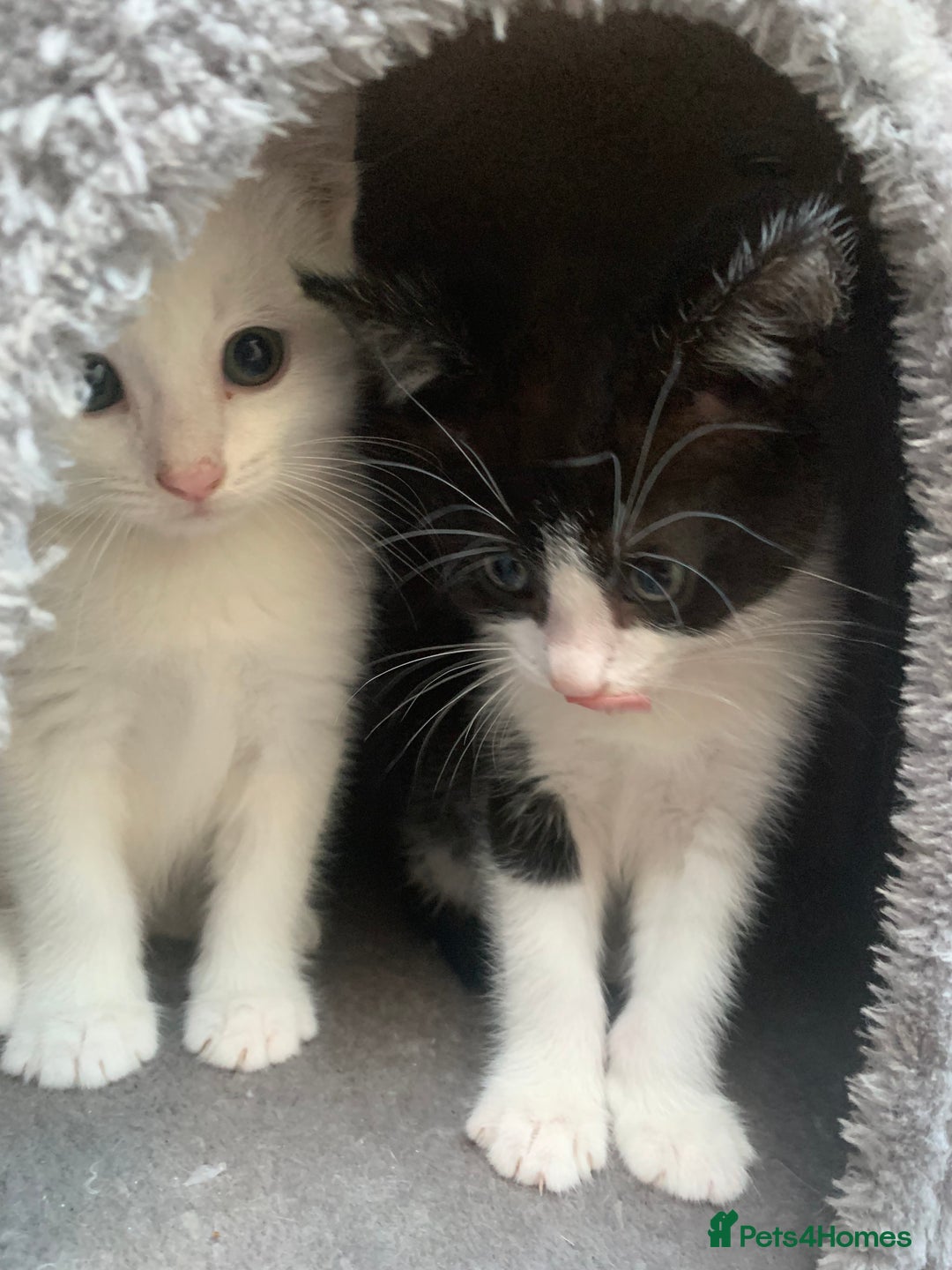 Mixed Breed cats for sale: Last two cuddly kittens - Image 7