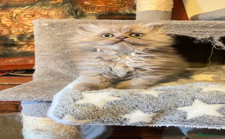 Persian cats - Advert 5