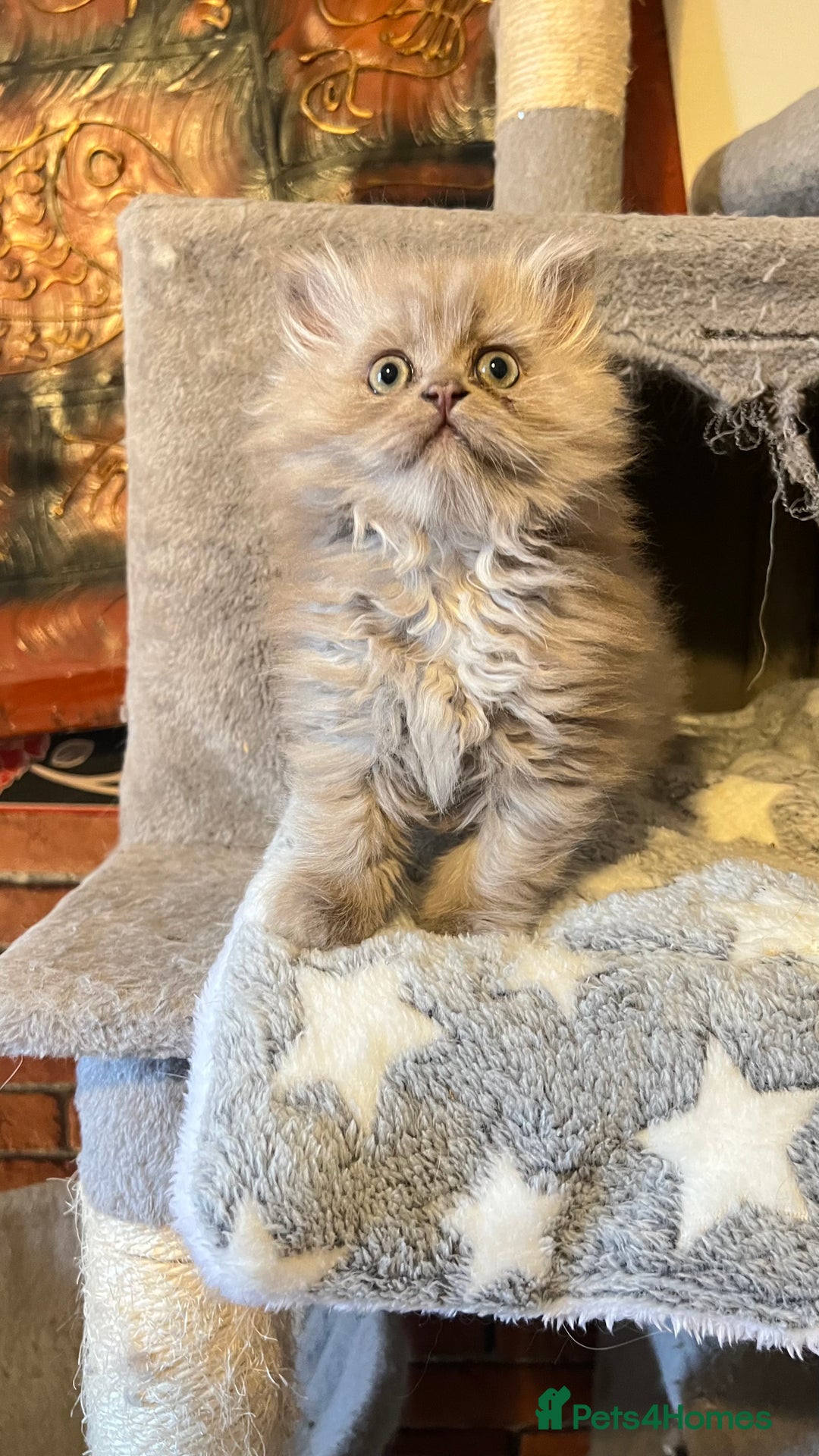 Persian cats for sale: Persian kitten ready to go - Image 1