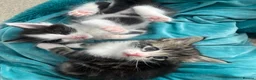 Mixed Breed cats for sale: Mainecoon/ragdoll kittens  - Advert 15