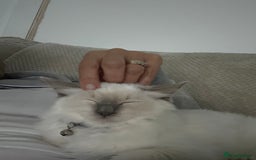 Ragdoll cats for sale: Stunning Lilac Mitted Ragdoll.  Affectionate ❤️ - Image 5
