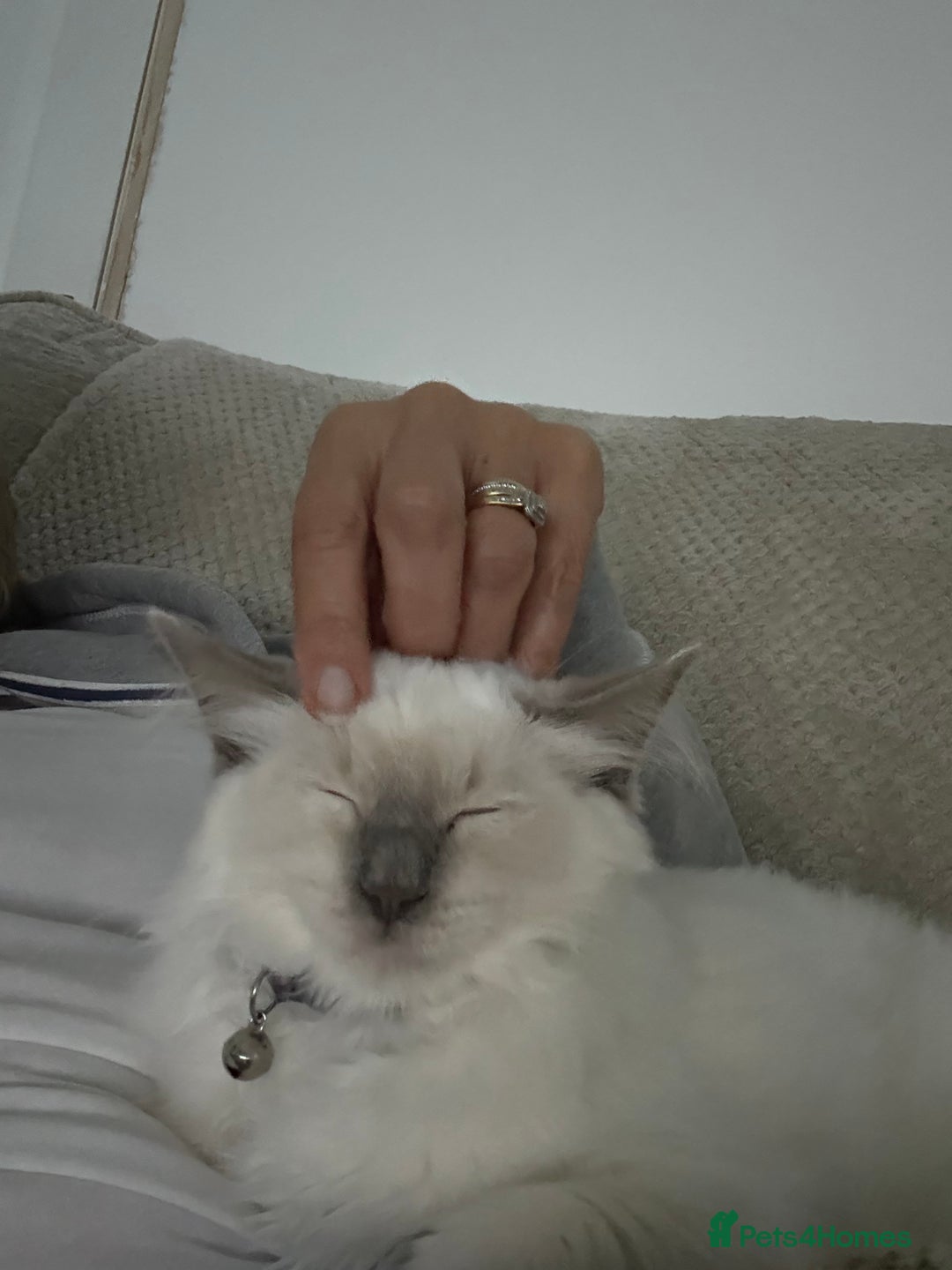 Ragdoll cats for sale: Stunning Lilac Mitted Ragdoll.  Affectionate ❤️ - Image 5