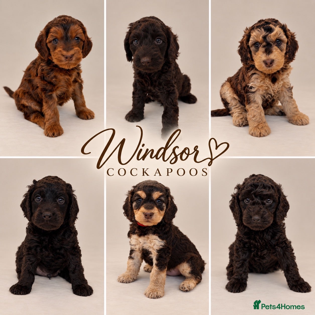 Cockapoo dogs Extensively DNA Tested Cockapoo Puppies 🧬 - Advert 1