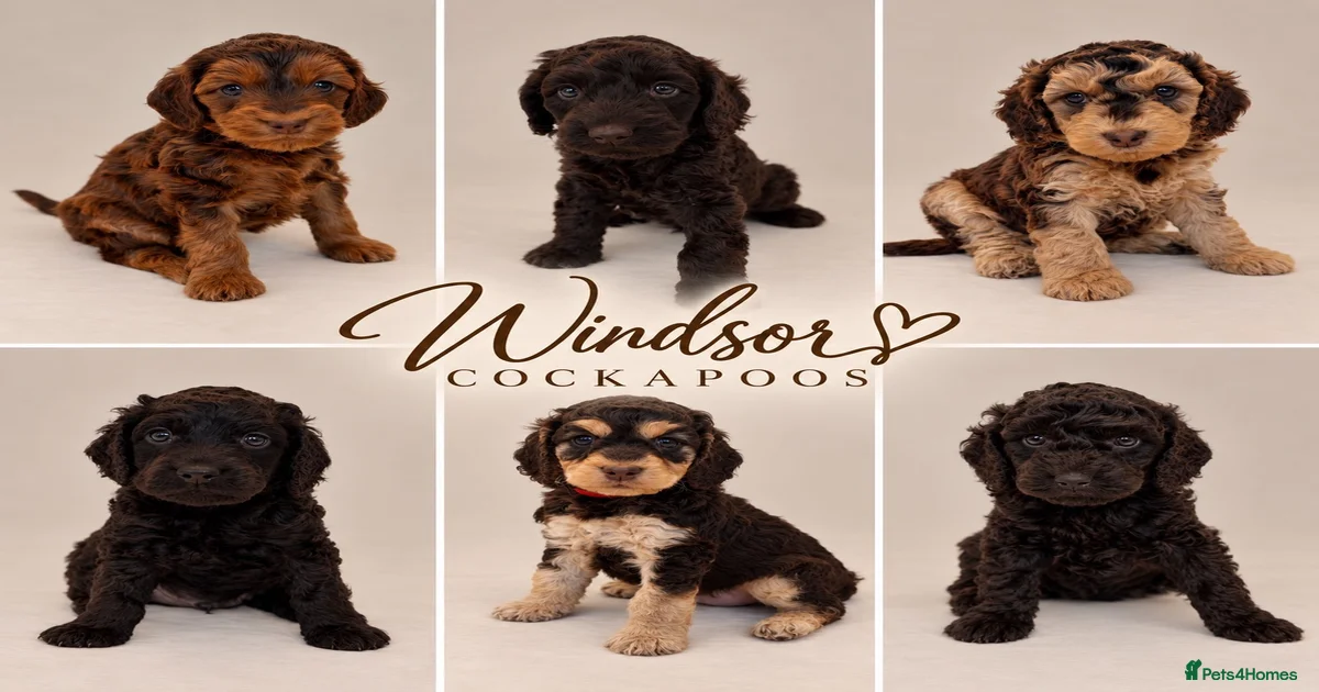 Small dogs Puppies for sale | Pets4Homes