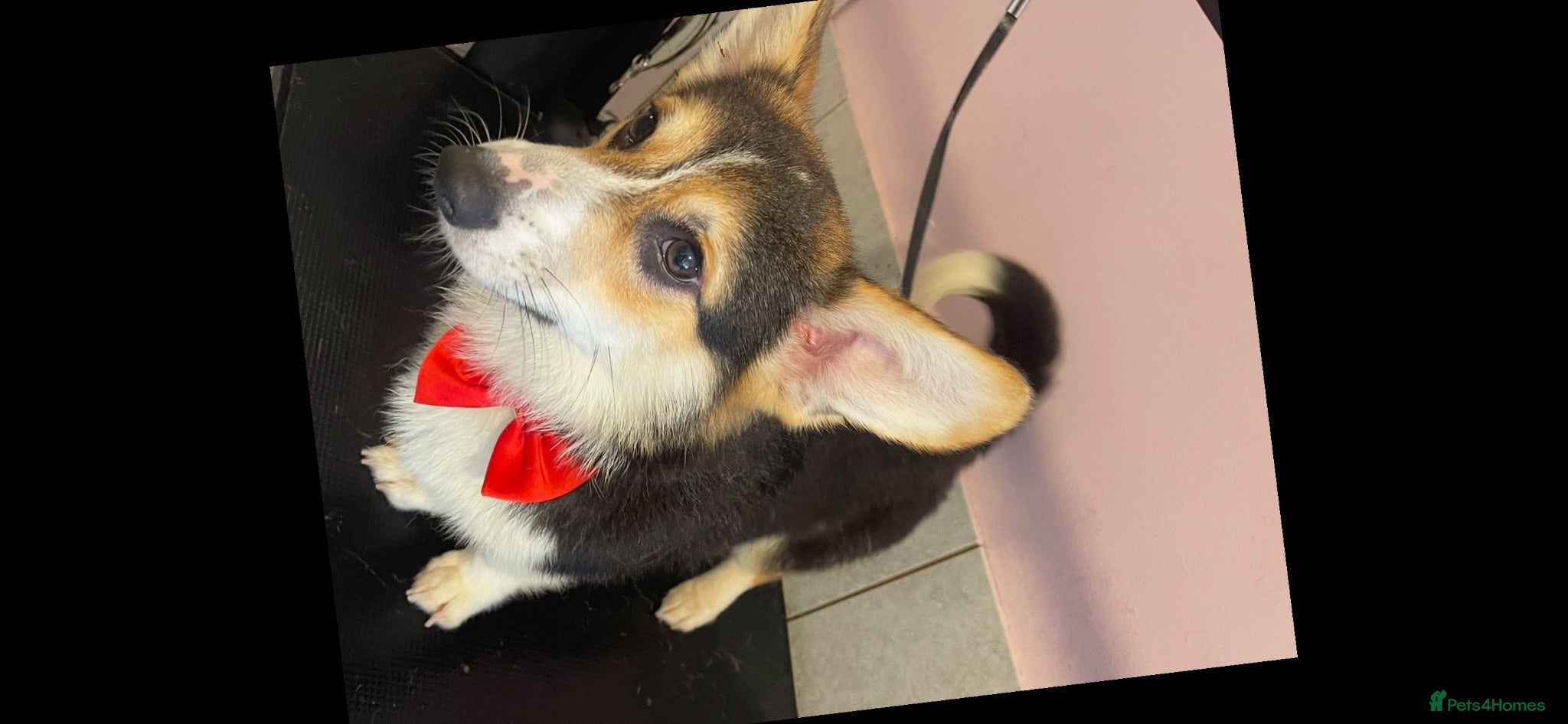 Welsh Corgi Pembroke dogs Proven KC Quality Pembroke Welsh Corgi for Duties  - Advert 3