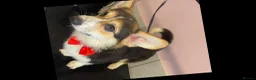 Welsh Corgi Pembroke dogs for stud: Proven KC Quality Pembroke Welsh Corgi for Duties  - Advert 1