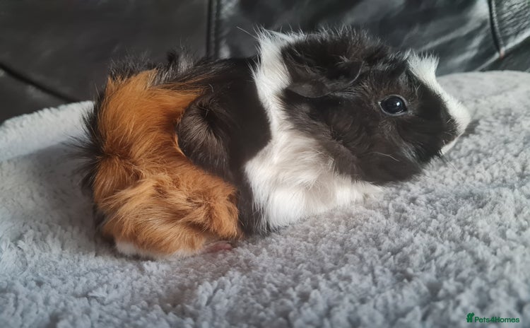 Guinea Pig rodents - Advert 1