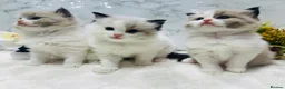 Ragdoll cats for sale:  Tica registered full pedigree ragdolls - Advert 7