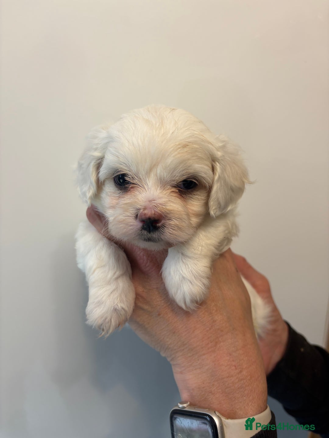 Maltipoo dogs for sale: 🤩 6 stunning Maltipoo puppies 🤩 - Image 3