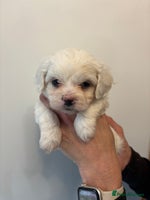 Maltipoo dogs - Advert 8