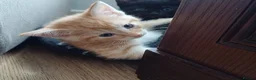 Mixed Breed cats for sale: Six boys and one girl😍😍😍 - Advert 24