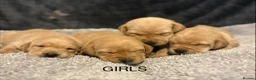 Labrador Retriever dogs for sale: Kc registered Labrador puppies - Advert 12