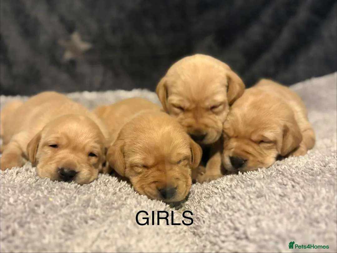 Labrador Retriever dogs for sale: Kc registered Labrador puppies - Advert 12